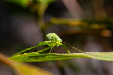 Yeşil bir Katydid Nymph 'in yakın çekimi. Kanatları kısadır, arka bacakları uzundur ve bir yaprağın üzerine tünemiştir. Wulai Bölgesi, Tayvan.
