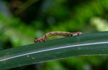 Bir tırtıl (Geometridae) güve larvası yeşil yapraklar üzerinde sürünürken kamburlaşır. Wulai, Tayvan 'da doğal yaşam alanında çekilmiş..