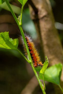 Sırtında uzun tüyler olan kahverengi bir Amsactoides tırtılının yakın çekimi doğal kamuflaj yeteneklerini gösteriyor. Wulai, Tayvan.