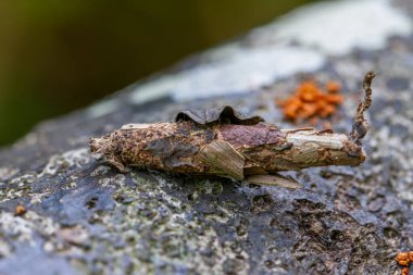 Kamuflajlı Eumeta japonica larvası ve kozasının ayrıntılı görüntüsü; toprak kahverengi tonlar ve dokusu görünür. Wulai, Tayvan 'da çekildi..