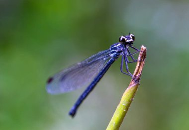 Dişi bir Bayadera brevicauda kızsineğinin yakın çekimi, siyah göbeğini, sarı ve siyah göğüs desenini ve mavi-beyaz tozunun yokluğunu gösteriyor. Wulai, Tayvan.