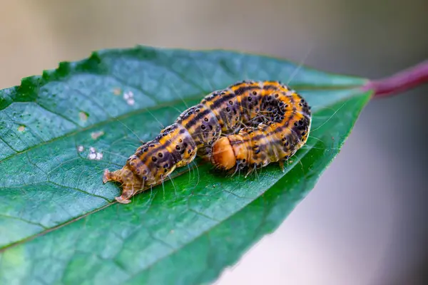 stock image A detailed shot of an Asota heliconia zebrina caterpillar, characterized by its orange-brown body with a black longitudinal line and black spots on the sides. Wulai, Taiwan.