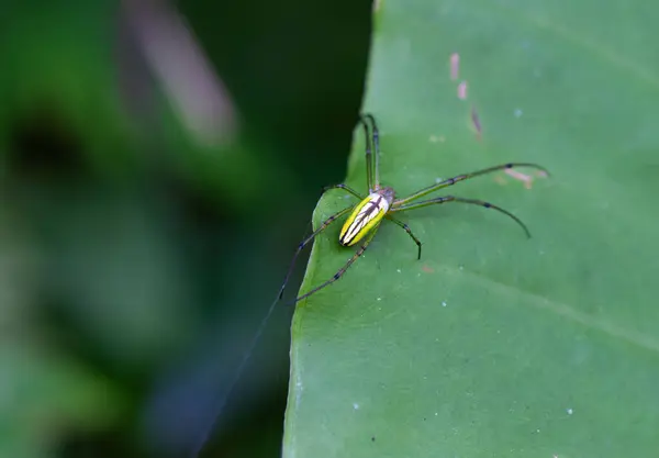 stock image Leucauge celebasiana spider on leaves, known for its gray-green to yellow-green cephalothorax and abdomen with three black longitudinal stripes. Wulai, Taiwan.