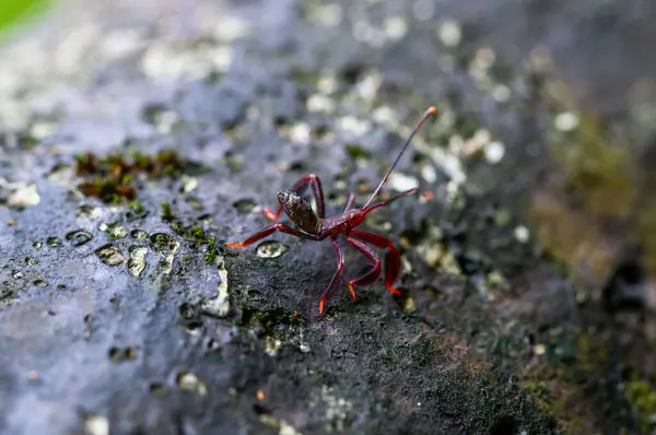 Stock image Detailed view of a red stink bug(Mictis serina) nymph, showing its broad mid-posterior tibia and lack of orange-yellow spots on the tips of its antennae. Wulai, Taiwan.