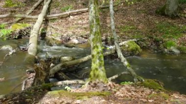 Danimarka 'nın Kopenhag kentindeki Giselfeld Klosterskov' dan sakin bir dere akar. Yosun kaplı ağaçlar ve devrilmiş dallar doğal cazibeye katar..