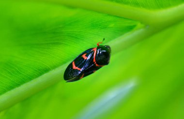 Kırmızı işaretli siyah bir Froghopper (tükürük böceği) bir yaprağın üzerinde durmaktadır. Detaylı makro çekim, doğal güzelliği gösterme Wulai, Tayvan.