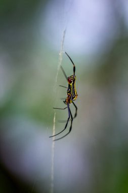 Devasa bir orman örümceğinin avını hassas bir ağ üzerinde yerken detaylı bir şekilde ele geçirilmesi. Canlı renkler ve doğal yırtıcı hayvan sahnesi, Wulai, Tayvan.