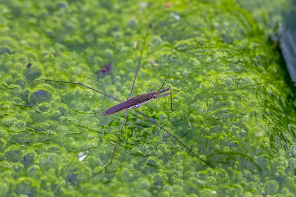 stock image A delicate water strider balances on bubbles of vibrant green algae in a freshwater pond. Capturing the complexity of nature, Wulai, Taiwan.