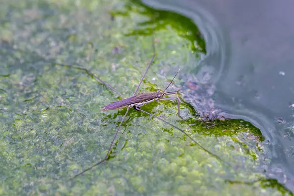 Narin bir su yürüyüşçüsü tatlı su birikintisindeki canlı yeşil yosunlar üzerinde dengede durur. Doğanın karmaşıklığını yakalamak, Wulai, Tayvan.