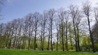 Çıplak ağaçlar, Vigeland Parkı 'nda açık mavi gökyüzüne karşı filizlenmeye başlıyor. Erken bahar, canlı yeşillik, Oslo, Norveç.