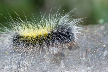 Kaplan güvesinin larvası (Macrobrochis gigas) siyah gövdeli tırtıl ve bir yaprak üzerinde gri-beyaz saçlar, Wulai, Tayvan.