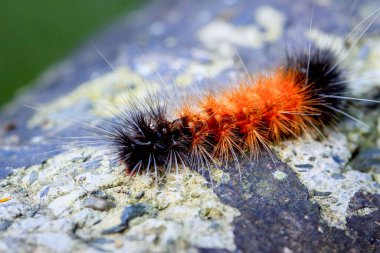 Tüylü turuncu ve siyah Lichen güvesi larvasının detaylı görüntüsü. Eşsiz doku ve renkleri yakalar, Wulai, Tayvan.