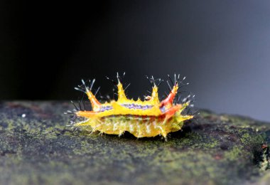 Detailed macro shot of a colorful slug caterpillar with spiky defenses. Unique insect wildlife. Wulai, Taiwan. clipart