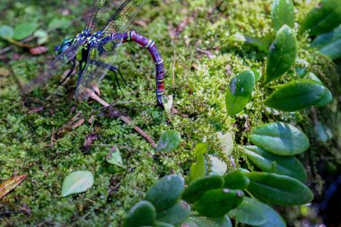 Dev yusufçuk (Anotogaster sieboldii) yeşil nemli yosunların üzerine yemyeşil yaprakların üzerine yumurtlar. Canlı ekosistem detaylarını yakala. Wulai, Tayvan.