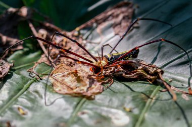 Devasa bir orman örümceğinin avını hassas bir ağ üzerinde yerken detaylı bir şekilde ele geçirilmesi. Canlı renkler ve doğal yırtıcı hayvan sahnesi, Wulai, Tayvan.