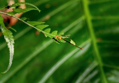 Yeşillik üzerinde dinlenen çok renkli bir kızböceğinin detaylı bir görüntüsü. Yumuşak odaklı arka plan karşısında karmaşık kanat desenleri ve canlı vücut renkleri gösteriliyor; Wulai, Tayvan.
