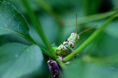 Ağaç dalında yemyeşil bir arka planda bir çekirgenin detaylı yakalanması. Parlak renkler ve doğal çevre. Wulai, New Taipei Şehri, Tayvan.