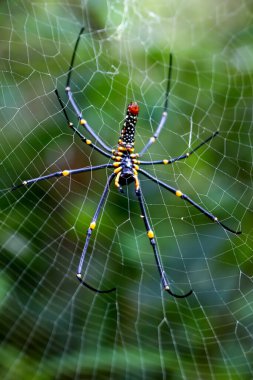 Devasa bir orman örümceğinin avını hassas bir ağ üzerinde yerken detaylı bir şekilde ele geçirilmesi. Canlı renkler ve doğal yırtıcı hayvan sahnesi, Wulai, Tayvan.