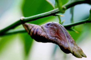 Papilion 'un (ya da Kırlangıç Kuyruğu) dikenli yeşil dala yapışmış kahverengi pupasının ayrıntılı görüntüsü. Doğal güzellik Wulai, Tayvan 'da yakalandı..
