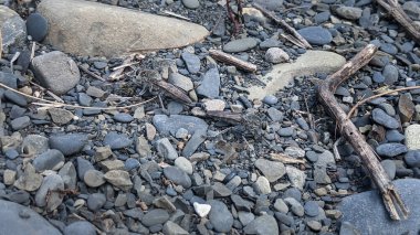 İki çiftleşen soyguncu kayalık bir yüzeyde uçuyor. Böceklerin, Wulai 'nin ve Tayvan' ın detaylı görüntüleriyle yakın çekim..