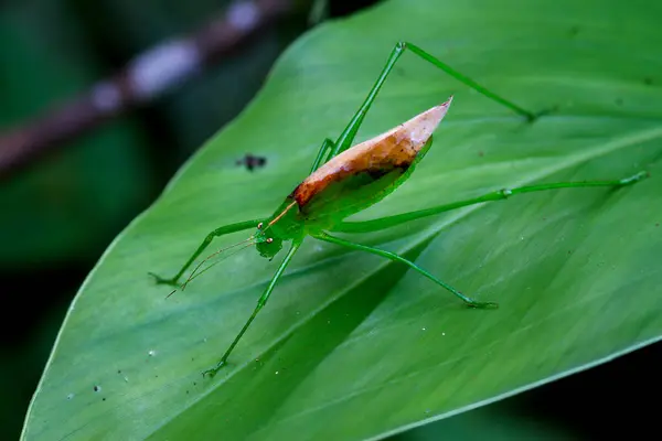 stock image Detailed macro photo of a Tettigoniidae (or katydid), showing its vibrant green color and intricate body pattern. Wulai, Taiwan.