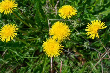 Yeşillik ortasındaki parlak sarı karahindiba çiçeklerinin yakın çekim görüntüsü. Kopenhag, Danimarka 'daki floranın doğal güzelliğini ve detaylarını yansıtır..
