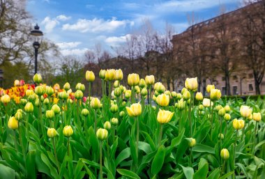 Bereketli yeşil bir bahçede açan sarı lalelerin canlı görüntüsü baharın güzelliğini yakalıyor. King 's Garden (Kungstradgarden), Stockholm, İsveç.