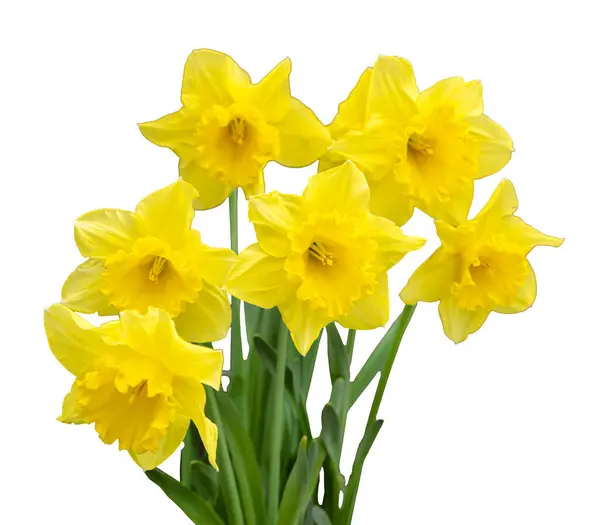 Parlak sarı nergisler kırmızı şehir zemininde çiçek açarlar. İlkbahar Flora, Kralın Bahçesi, İsveç.