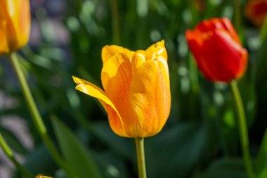 Kırmızı lalelerin bulanık arka planına sahip, güneş ışığında turuncu renkli sarı lalenin yakın plan görüntüsü. King 's Garden, Stockholm, İsveç.