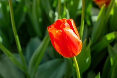 Yeşil otların arkaplanı bulanıklaşırken, tek bir turuncu lale odak noktasıdır. Bu çiçek açan güzel ve basit bir görüntü oluşturur. King 's Garden, Stockholm, İsveç.