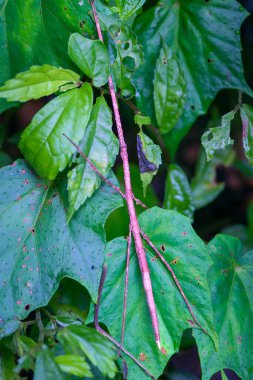 İyi kamufle olmuş bir sopa çekirgesi yeşil yapraklara tünemiş. İnce gövdesi ve kahverengi rengi mükemmel bir kamuflaj sağlar. Bu da onu yeşilliklere karşı neredeyse görünmez kılar. Tayvan.