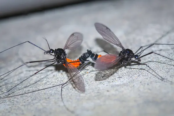 stock image A pair of crane flies(Tipula) engaged in a mating ritual. Their long, delicate legs and vibrant orange abdomens are clearly visible against a textured background. Wulai, Taiwan.