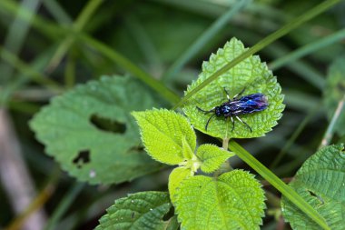 Canlı bir mavi testere sineği, Arge similis, yeşil bir yaprağın üzerinde duruyor. Metalik parıltısı ve karmaşık kanat venasyonu açıkça görülebilir. Wulai, Tayvan.