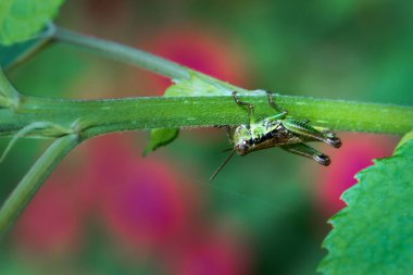 İnce yeşil bir gövde üzerinde mükemmel kamufle edilmiş küçük yeşil bir çekirge. Uzun arka bacakları ve hassas antenleri görülebilir. Doğal bir ortamda yakalanmış. Wulai, Tayvan.