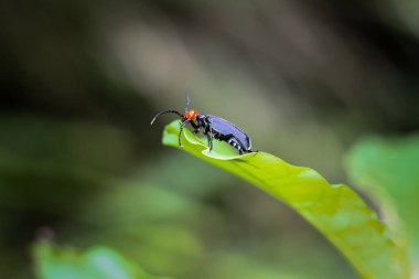 Kıllı Boynuzlu Kabarcık Böceği 'nin (Epicauta hirticornis) yeşil bir yaprağa tünemiş yakın çekimi. Ayırt edici siyah vücudu ve kızıl saçlarıyla tanınır. Wulai, Tayvan.