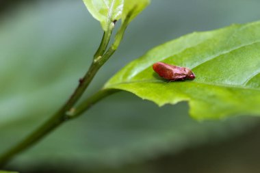 Canlı bir turuncu tükürük böceği (Cosmoscarta bispecularis) yeşil bir yaprağa tünemiştir. Çarpıcı rengi ve kısa kadife saçlarıyla tanınır. Wulai, Tayvan.