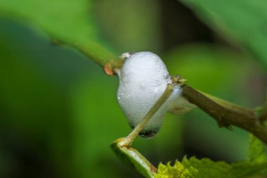 Bir bitki sapının üzerindeki köpüklü tükürük böceği yuvasının makro görüntüsü. Köpüklü kütle içeride gelişen periye koruma sağlıyor. Tayvan.