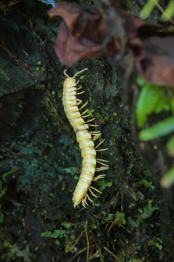 A macro shot of a creamy white millipede crawling on a bed of green moss. The millipede's segmented body and numerous legs are clearly visible against the lush background. Taiwan. clipart