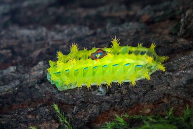 Chibiraga Banghaasi Caterpillar 'ın Macro fotoğrafı. Sırtında sarı, kırmızı, mavi ve beyaz lekeler var. Larva aşaması zehirlidir. Tayvan.