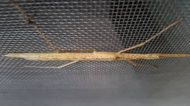 Pencere ekranına konmuş kahverengi bir sopa çekirgesinin yakın çekimi. Böceğin ince vücudu ve uzun bacakları ağ arka planında açıkça görülebilir. Tayvan.