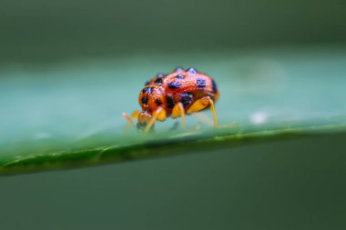 A close-up of an orange spotted weevil, Agomadaranus pardaloides, on a green leaf. The weevil has a distinctive orange body with black spots and a long snout. Captured in Wulai, Taiwan. clipart