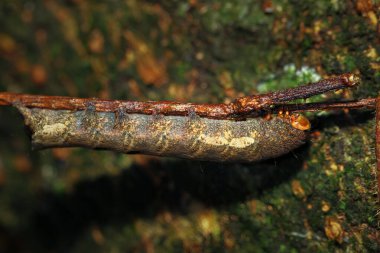 İnce bir dal üzerinde dinlenen kıllı, kırmızımsı kahverengi bir tırtılın yakın çekimi. Tırtılın vücudu ince kıllarla kaplıdır ve rengi dalın kahverengisiyle çelişir. Wulai, Tayvan.