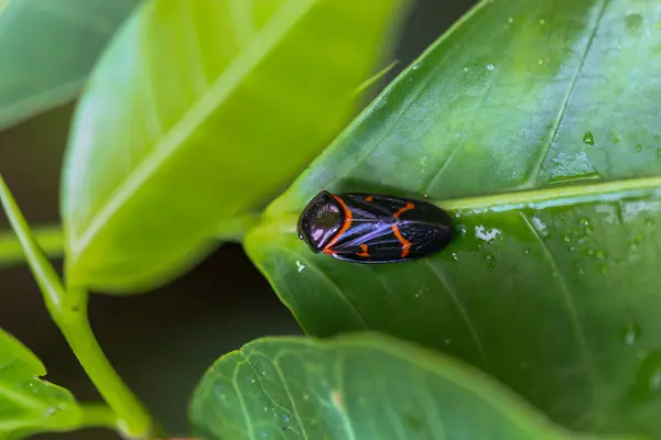 stock image A vibrant two-lined spittlebug (Okiscarta uchidae) resting on a green leaf. Its black body is adorned with striking red markings, making it a colorful subject against the foliage. Taiwan.