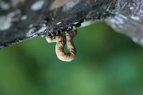 stock image Macro photo of brown inchworm camouflaged on tree bark. The caterpillar's slender body blends into the texture of the bark, making it difficult to spot, Taiwan.