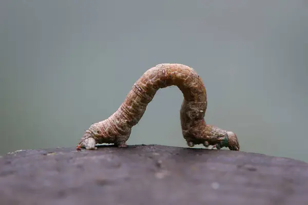 Ağaç kabuğunda gizlenmiş kahverengi tırtıl solucanının makro fotoğrafı. Tırtılın ince bedeni kabuğun dokusuna karışıyor, bu da Tayvan 'ı tespit etmeyi zorlaştırıyor..