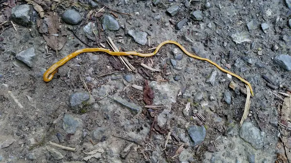 Stock image A large, colorful flatworm, Bipalium kewense, crawling on a forest floor. The worm has a distinctive semicircular head and multiple longitudinal stripes. Captured in Wulai, Taiwan.