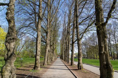 Oslo, Norveç - 3 Mayıs 2024: Vigeland Heykel Parkı 'nda dolambaçlı bir yol huzurlu bir kaçış sunuyor. Yol boyunca yükselen ağaçlar gölge ve sükunet hissi veriyor..
