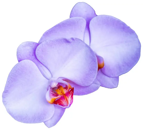 Beyaz bir arkaplanda yalıtılmış narin mor bir falaenopsis orkidesi. Çiçeğin karmaşık ayrıntıları ve canlı renkleri bu yakın çekimde sergileniyor. Yeni Tayvan Şehri, Tayvan.