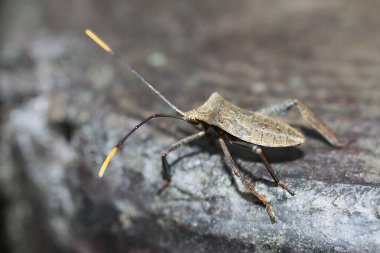 Sarı Ayaklı Yaprak Ayaklı Böceğin detaylı bir makro fotoğrafı (Mictis serina). Böceğin karmaşık ayrıntıları, ayırt edici sarı bacakları ve eşsiz vücut şekli dahil. Tayvan.