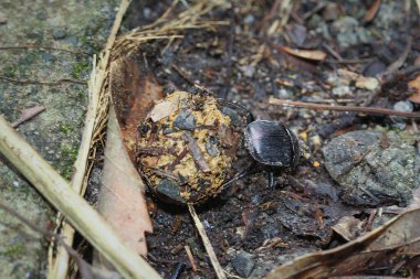 Bir bok böceği özenle bir gübre topunu yuvarlıyor, bu tür için yaygın bir davranış. Böcek doğal atıklarla çevrili, gerçekçi ve dünyevi bir atmosfer yaratıyor. Tayvan.